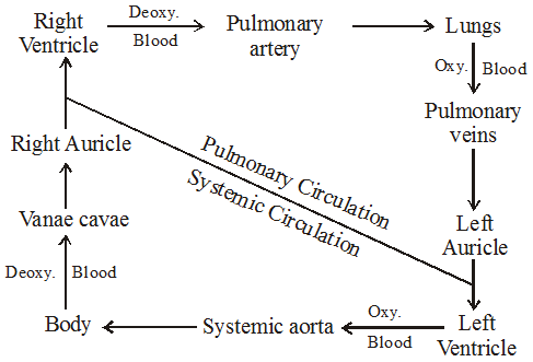 Anatomy of Human Heart 2