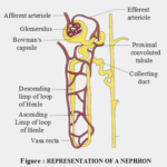 Structure and Function of the Nephron 1