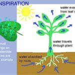Types of Transpiration 1
