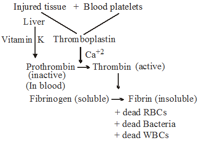 What are the Functions of Blood in Human Body 1