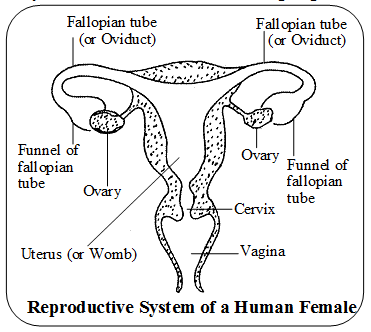 Explain Reproduction in Human Beings 2