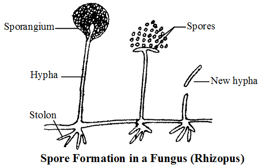 spore formation asexual reproduction