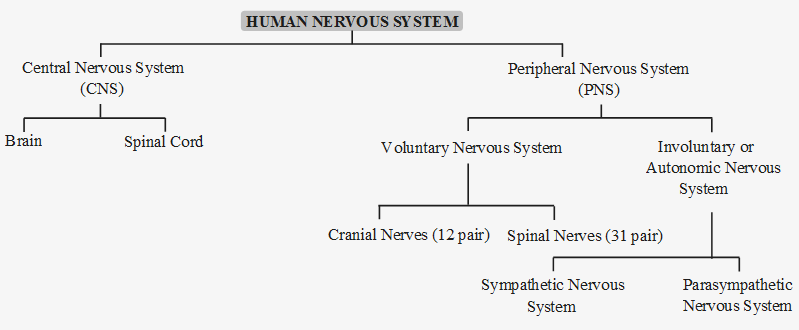 What is the Function of the Human Nervous System 1