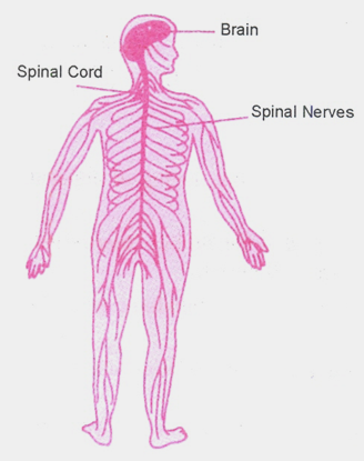 What is the Function of the Human Nervous System 2