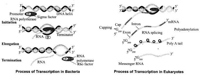 CBSE Sample Papers for Class 12 Biology Paper 1.13