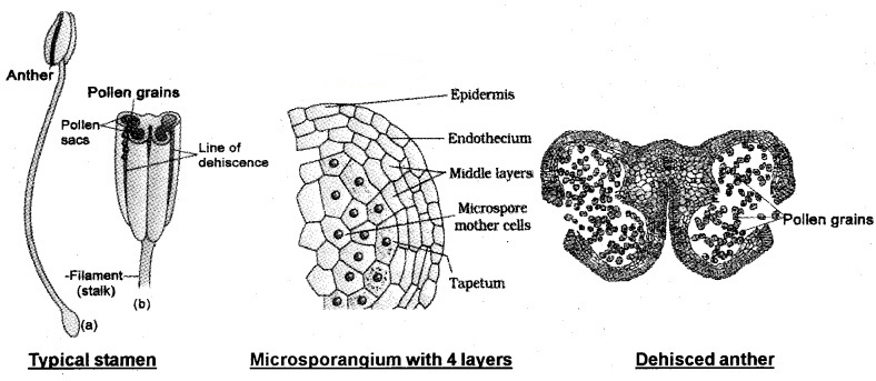 microsporangia in flowering plants are located in the