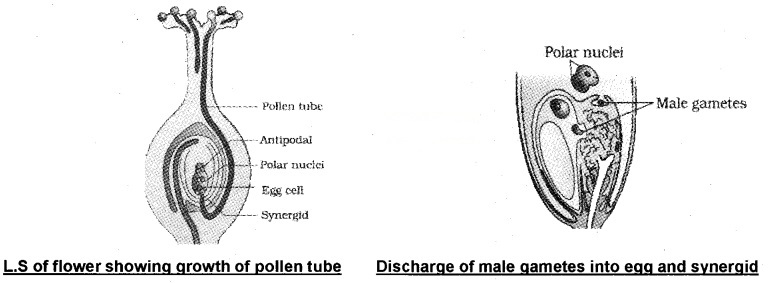 Plus Two Botany Notes Chapter 2 Sexual Reproduction in Flowering Plants 10