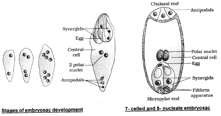 Plus Two Botany Notes Chapter 2 Sexual Reproduction in Flowering Plants 6
