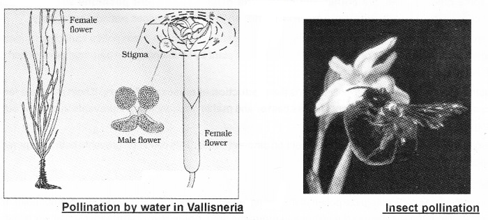 Plus Two Botany Notes Chapter 2 Sexual Reproduction in Flowering Plants 9