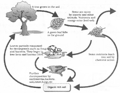 Plus Two Botany Notes Chapter 7 Ecosystem 2