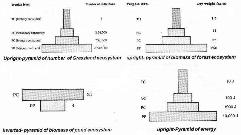 Plus Two Botany Notes Chapter 7 Ecosystem 6