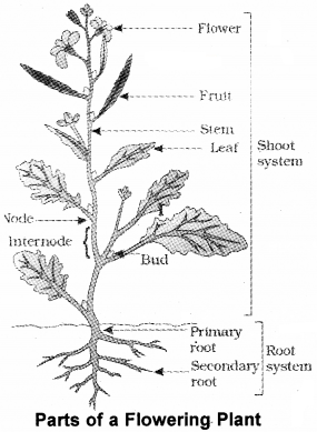 Plus One Botany Notes Chapter 3 Morphology of Flowering Plants 1