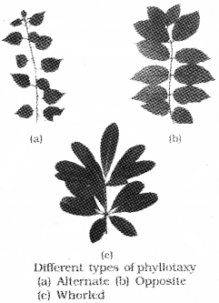 Plus One Botany Notes Chapter 3 Morphology of Flowering Plants 10