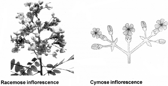 Plus One Botany Notes Chapter 3 Morphology of Flowering Plants 12