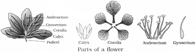Plus One Botany Notes Chapter 3 Morphology of Flowering Plants 14