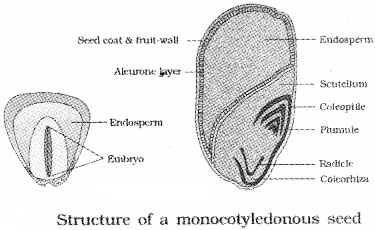 Plus One Botany Notes Chapter 3 Morphology of Flowering Plants 19