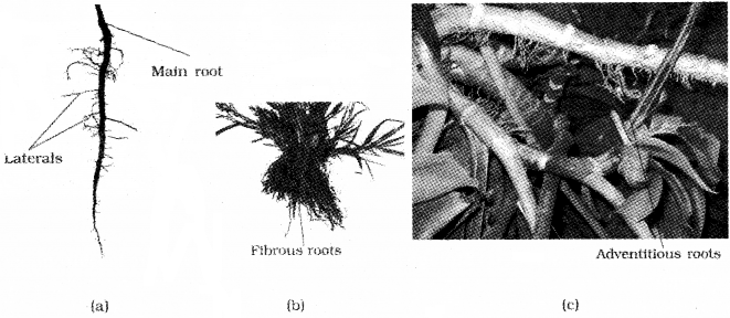 Plus One Botany Notes Chapter 3 Morphology of Flowering Plants 2