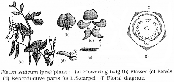 Plus One Botany Notes Chapter 3 Morphology of Flowering Plants 20