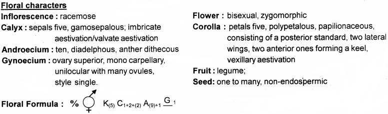 Plus One Botany Notes Chapter 3 Morphology of Flowering Plants 21