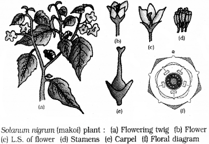 Plus One Botany Notes Chapter 3 Morphology of Flowering Plants 22