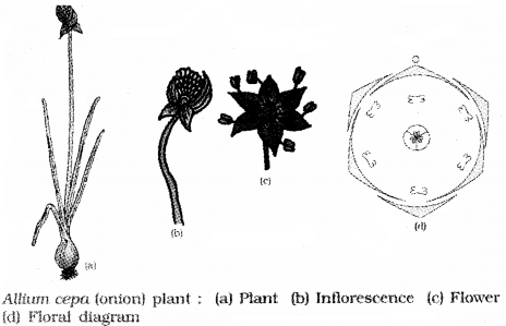 Plus One Botany Notes Chapter 3 Morphology of Flowering Plants 24