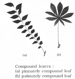 Plus One Botany Notes Chapter 3 Morphology of Flowering Plants 9