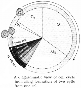 Plus One Botany Notes Chapter 6 Cell Cycle and Cell Division 1