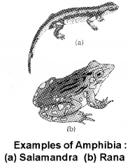 Plus One Zoology Notes Chapter 2 Animal Kingdom 22
