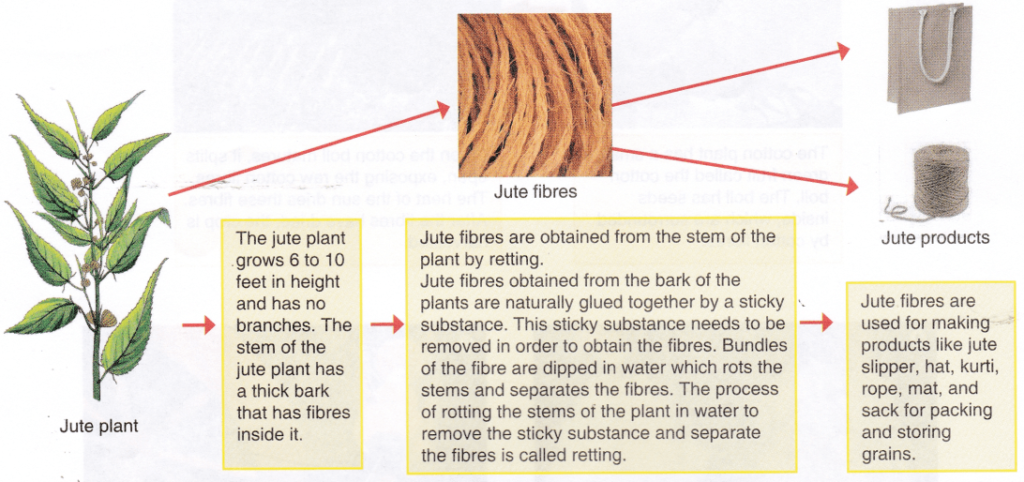 Different Types Of Natural Fibres And Their Uses 1