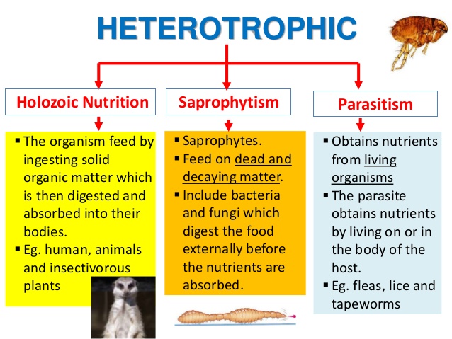 Heterotrophic Nutrition - Types Of Heterotrophic Nutrition With Examples -  A Plus Topper