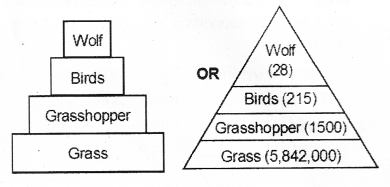 Plus Two Botany Chapter Wise Previous Questions Chapter 7 Ecosystem 6