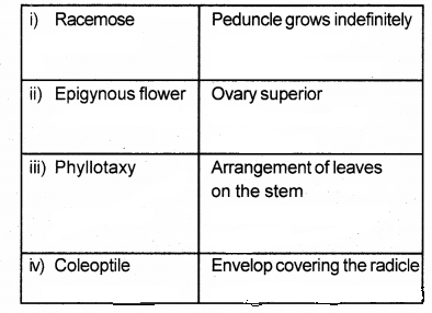 Plus One Botany Chapter Wise Previous Questions Chapter 3 Morphology of Flowering Plants 14