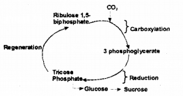 Plus One Botany Chapter Wise Previous Questions Chapter 9 Photosynthesis in Higher Plants 4