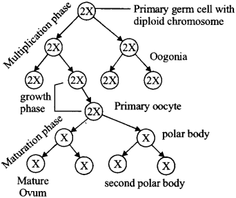ISC Class 12 Biology Previous Year Question Papers Solved 2012 3