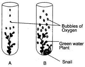 ICSE Biology Question Paper 2015 Solved for Class 10 - 2