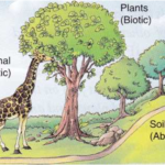 What is meant by Biotic Components in Environment 1