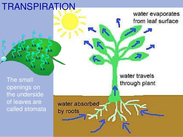 ICSE Solutions for Class 10 Biology - Transpiration - A Plus Topper