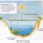 What Are The Effects Of Water Pollution 1