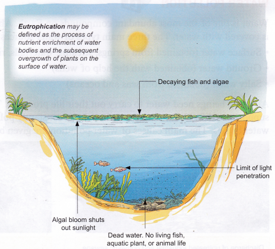 What Are The Effects Of Water Pollution - A Plus Topper