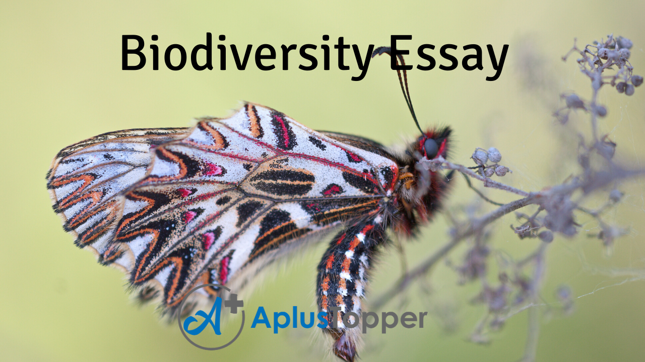 biodiversity essay points