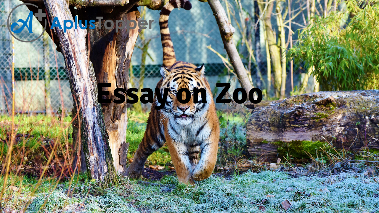 Essay On Zoo | Zoo Essay for Students and Children in English - A Plus  Topper