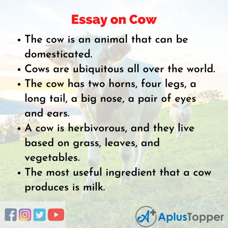 essay cow class 1