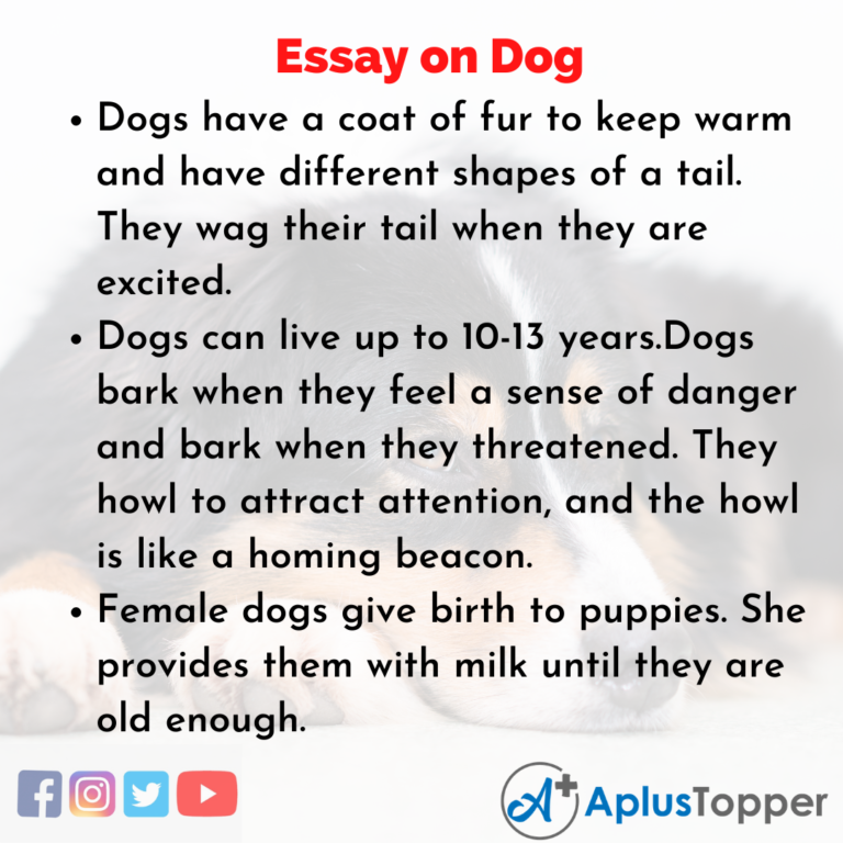 essay on brave dog