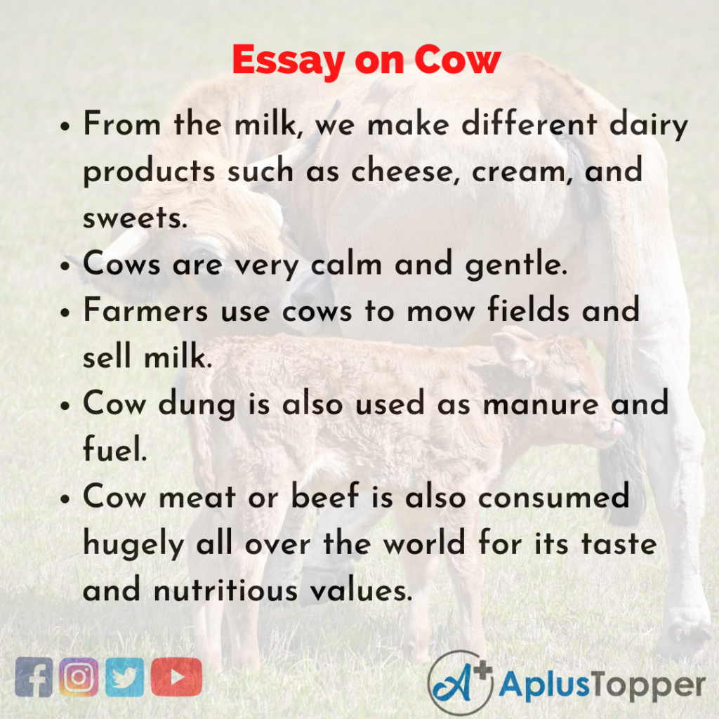 essay on cow in french