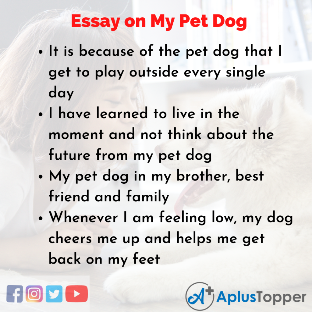 an essay of pet dog