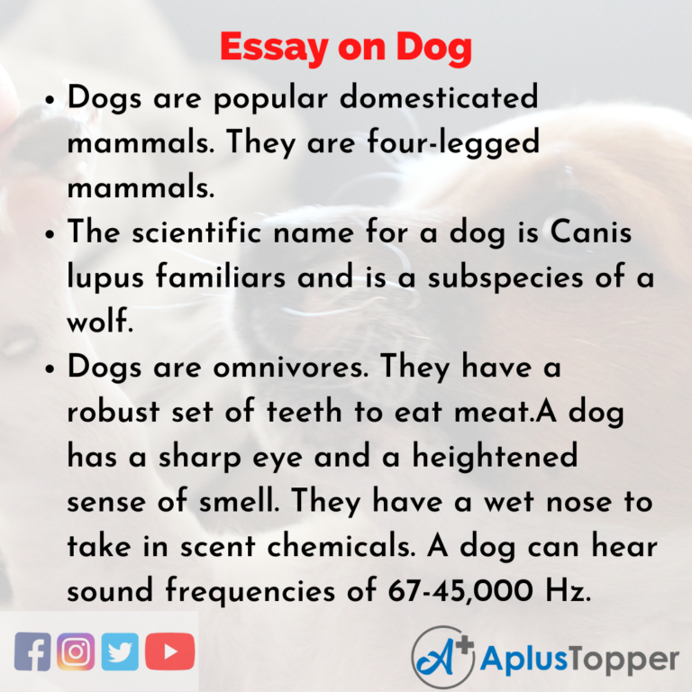 dog descriptive essay