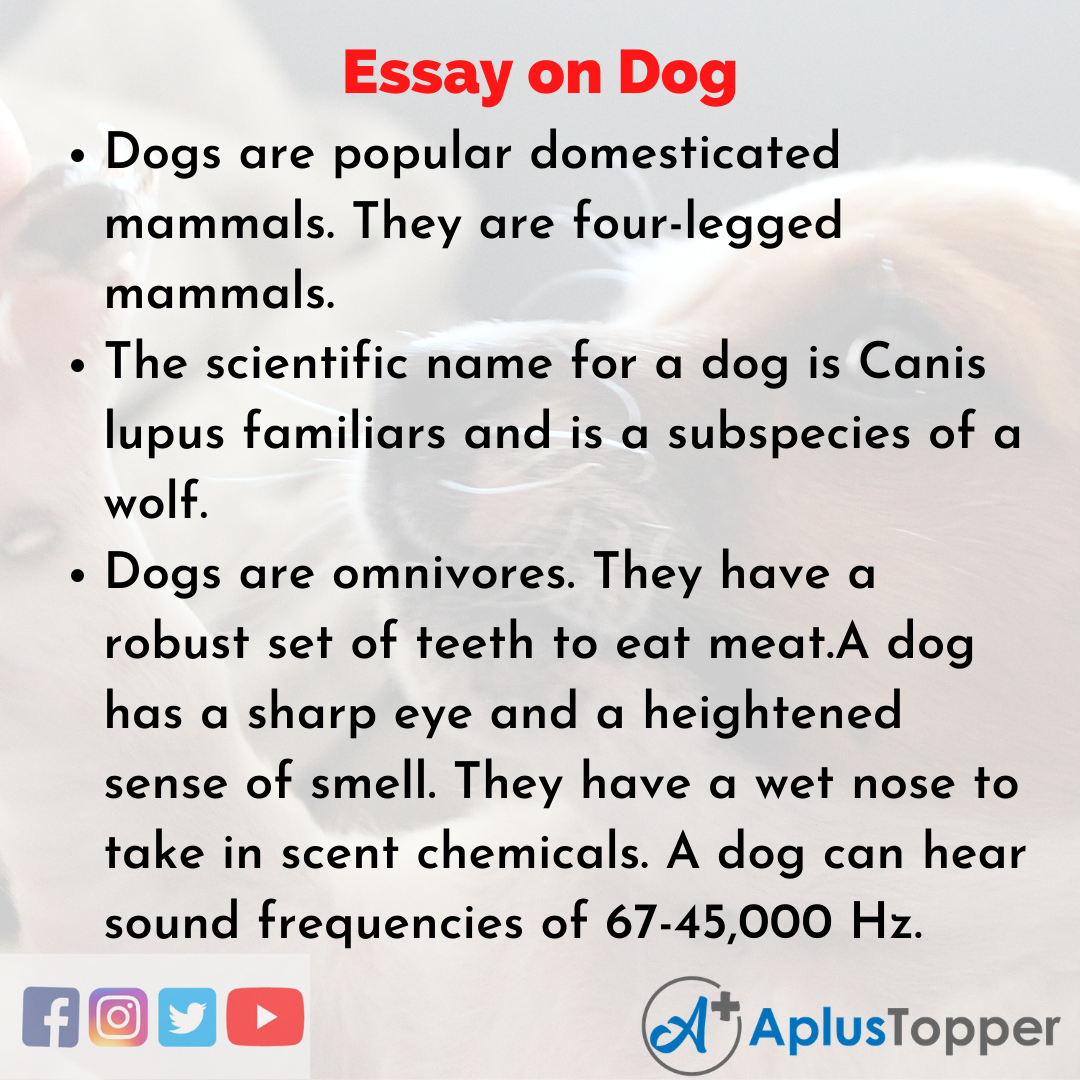 the dog essay class 5