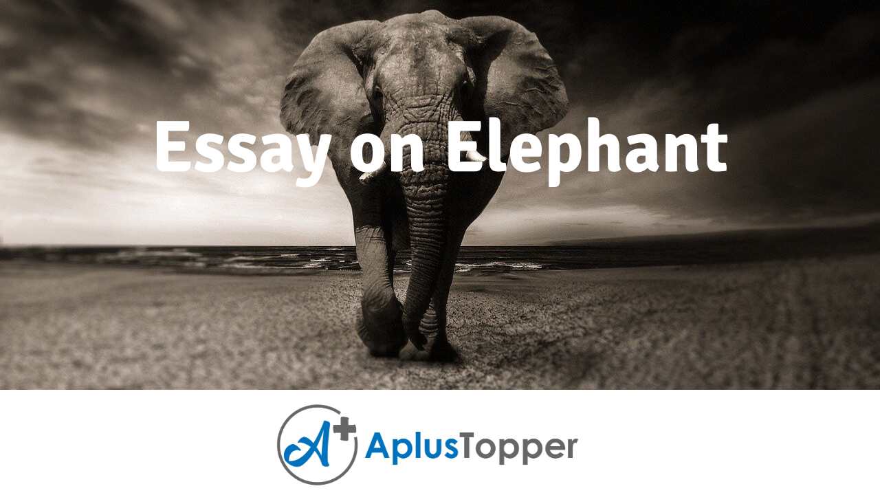 essay on elephant
