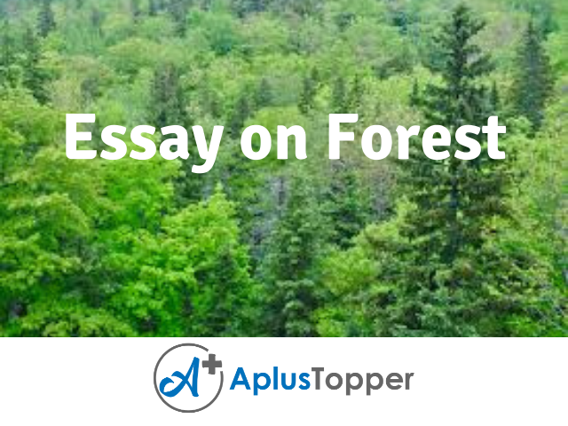 500 word essay on forest