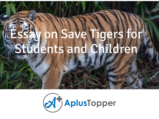 Essay on Save Tigers | Save Tigers Essay for Students and Children - A Plus  Topper